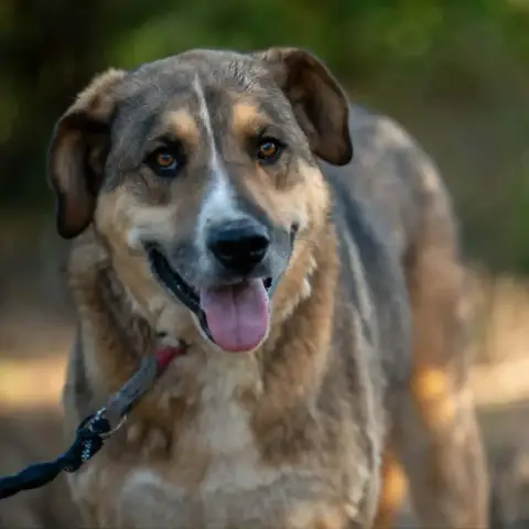 Enzo photo 3