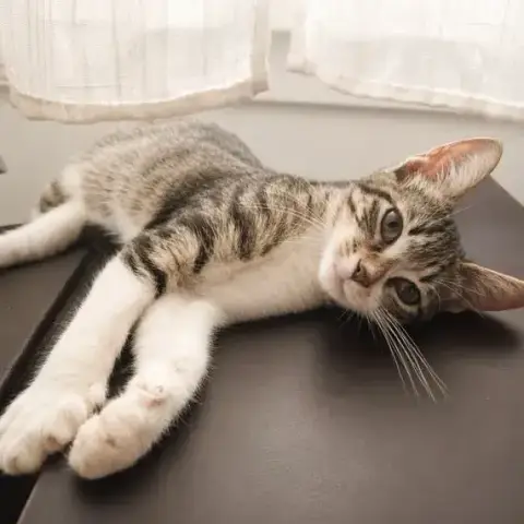 Stiky