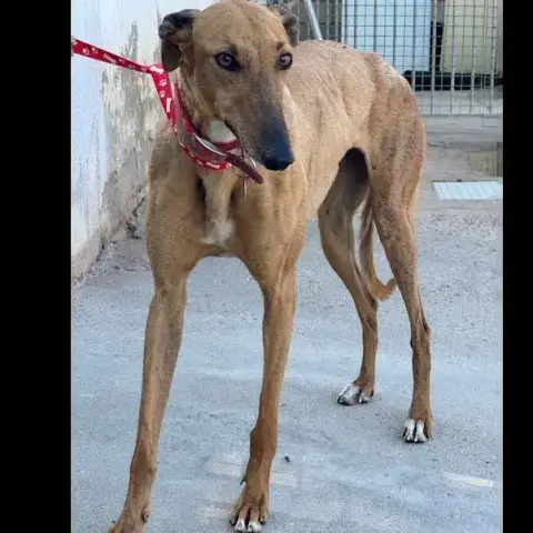Candela Galga