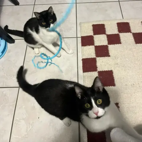 Aby Et Fena