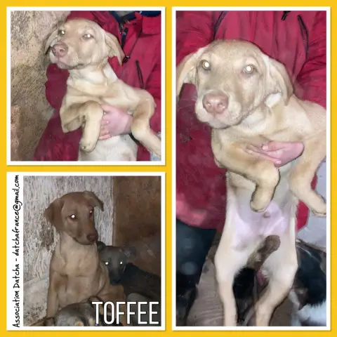 Toffee