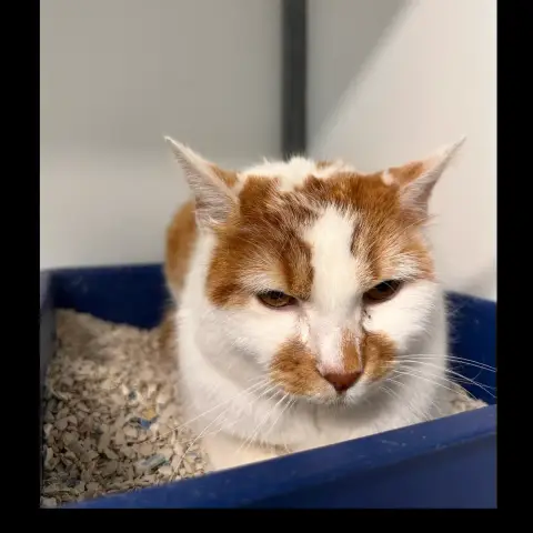 Philibert