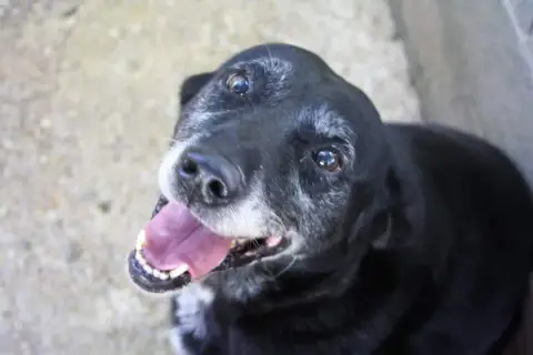 Frisby