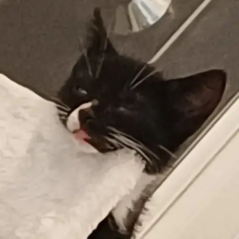 Binx photo 3