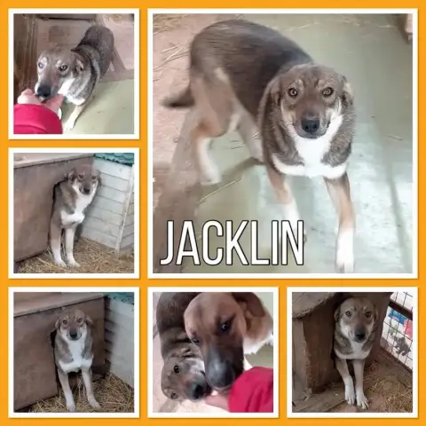Jacklin