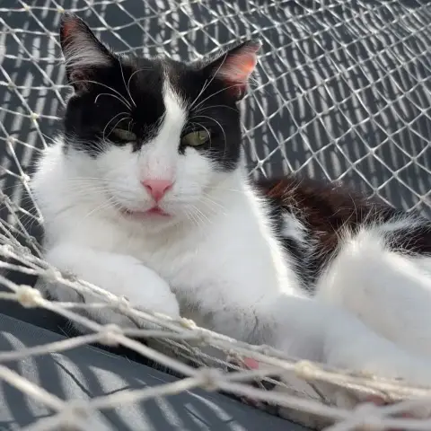 Felix