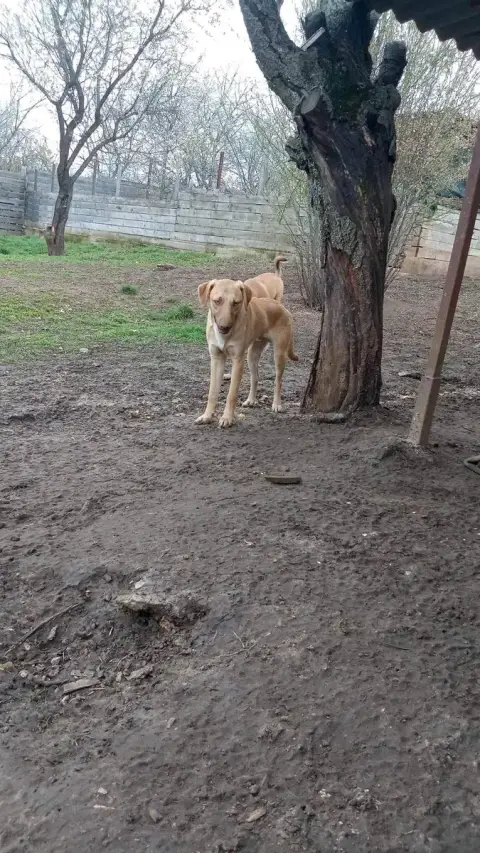 Tiger photo 3