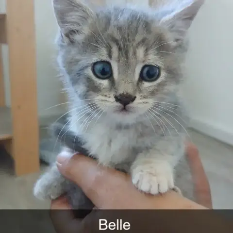 Belle