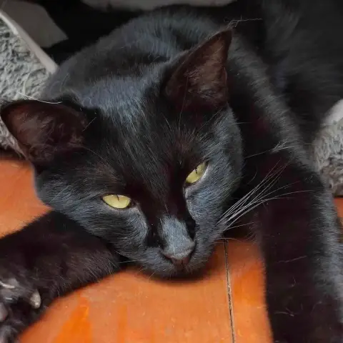 Django photo 2