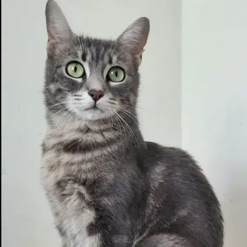 Bigmama