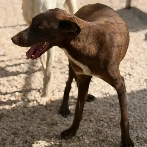 Siri photo 2