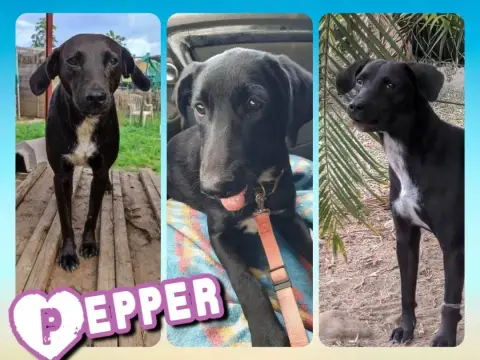 Pepper