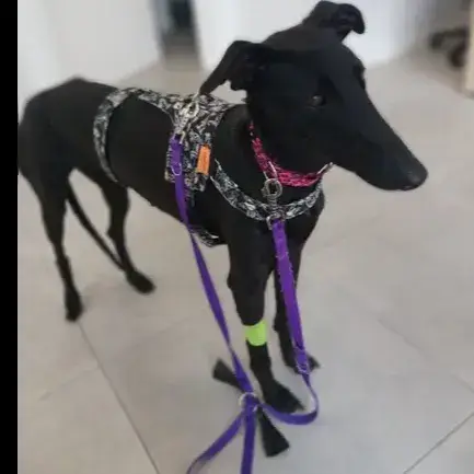 Pippa photo 3
