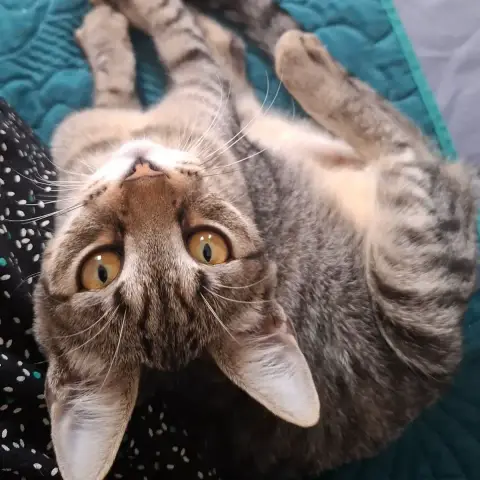 Papaye Jeune Chatte photo 2