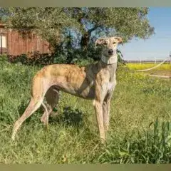 Pluton photo 2