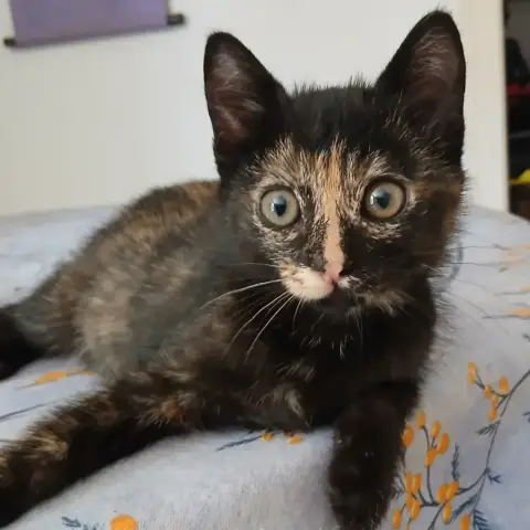 Buffy