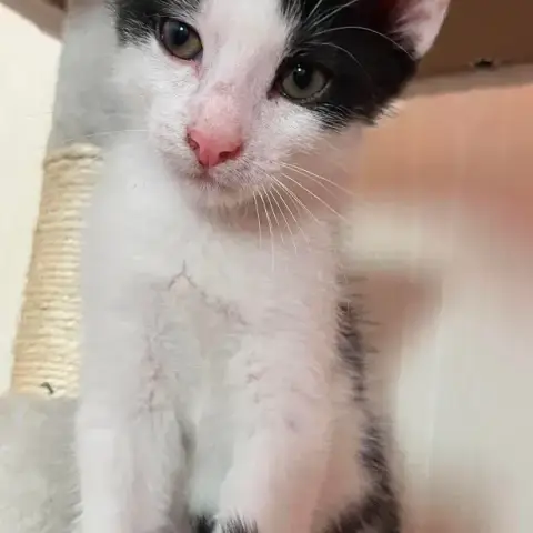 Bilbo