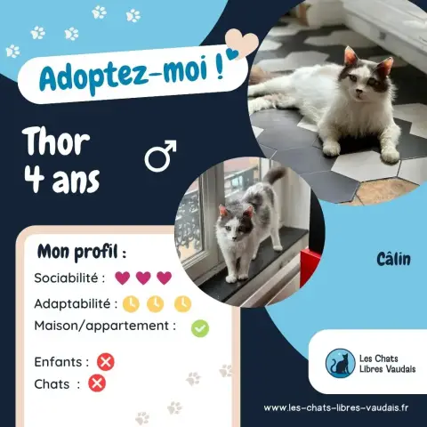 Thor photo 3