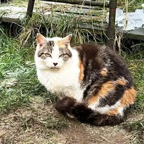 Mia
