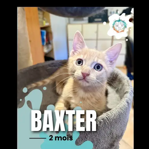 Baxter
