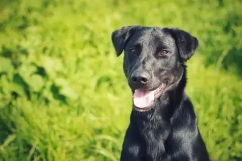 Ragnar
