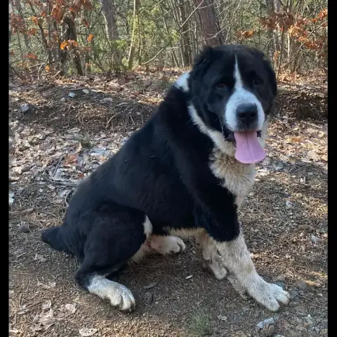 Domino photo 2