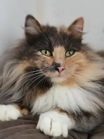 Yuumi