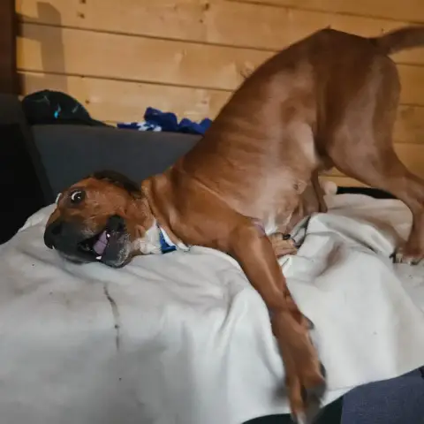 Droopy photo 2