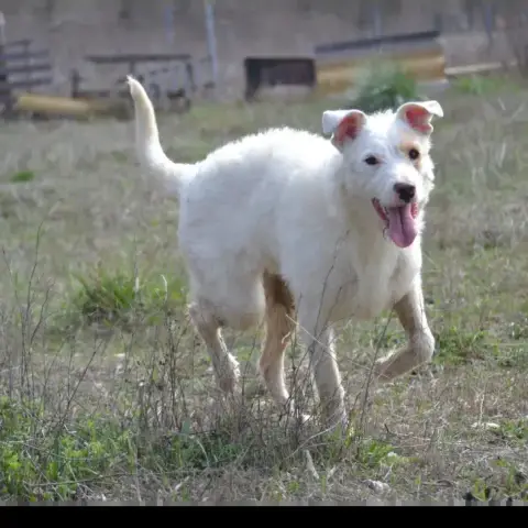Masha