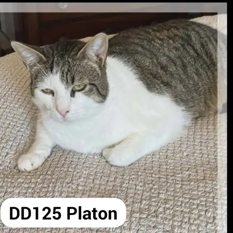 Cassandre Et Platon photo 2