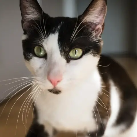 Aymeric