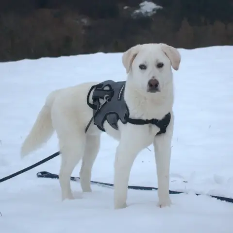 Merlin