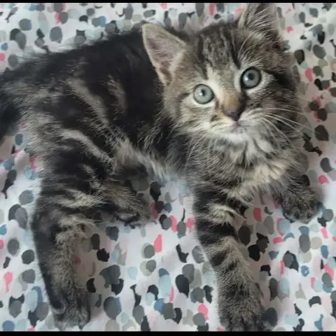 Boo