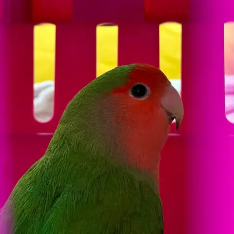 Pastèque