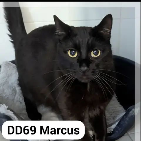 Marcus