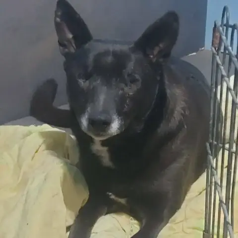 Lici