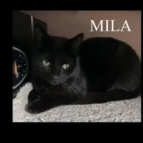 Mila