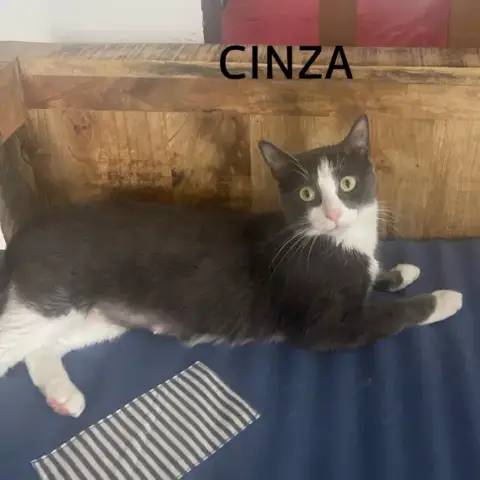 Cinza photo 2