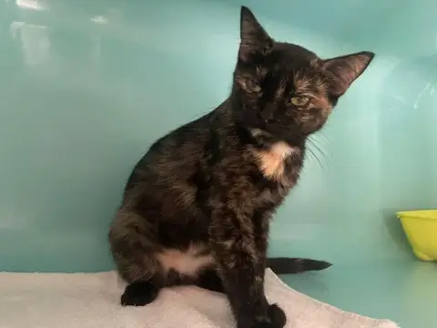 Mia