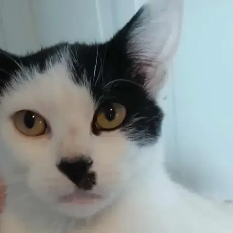 Moustache photo 2