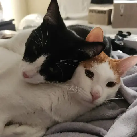 Saiki Et Kupid