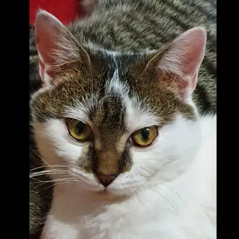 Pégase photo 3