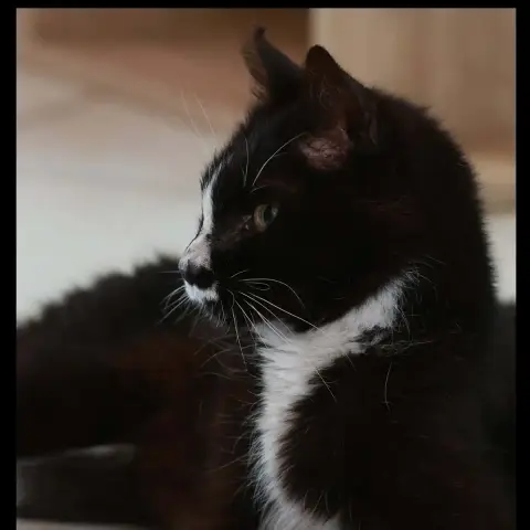 Igor photo 2