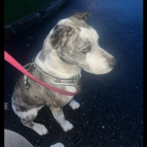 Sooky photo 3