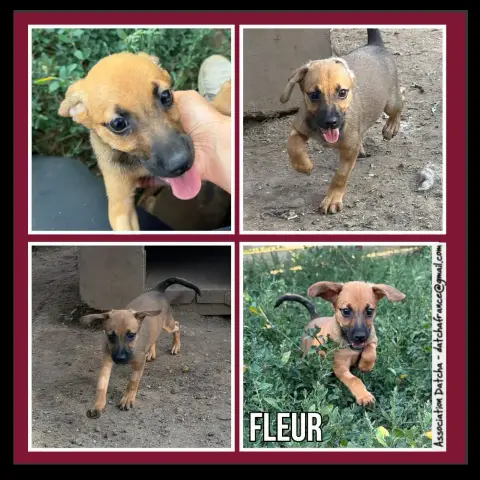 Fleur