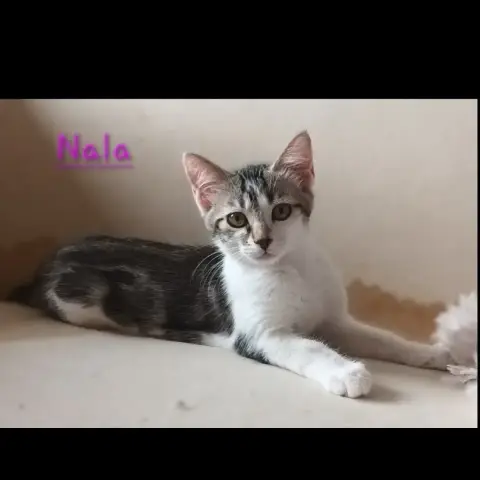 Nala