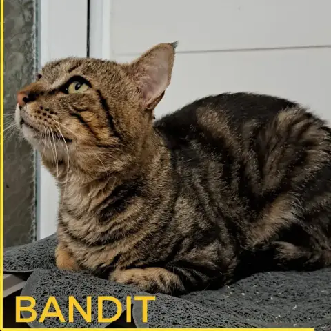 Bandit photo 2