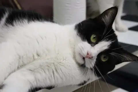 Luna