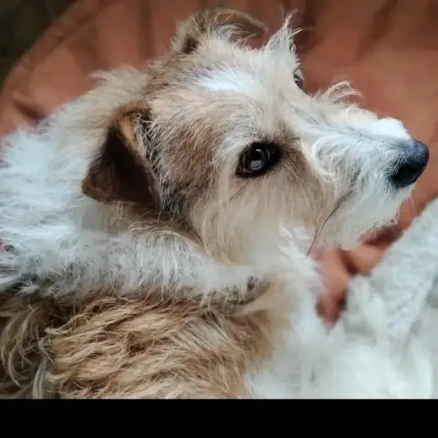 Jango