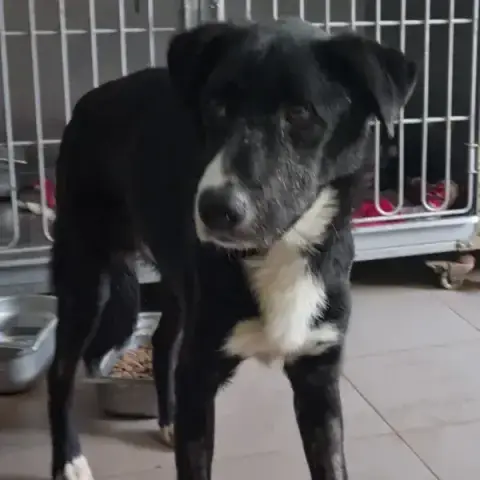 Zorro